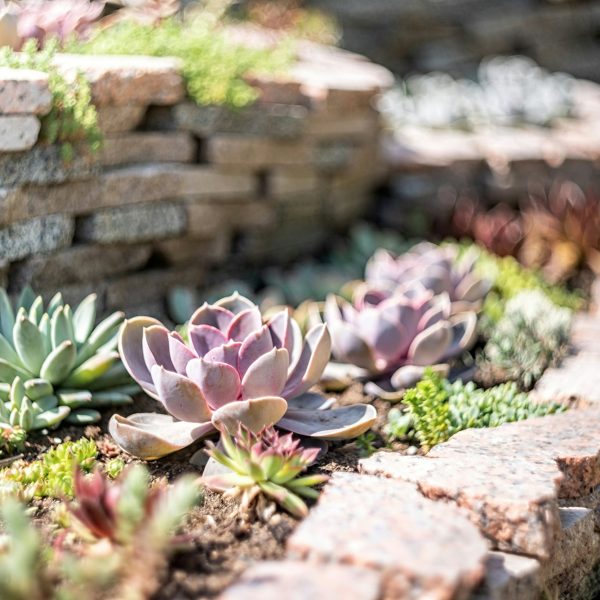 echeveria succulent garden with rocks outdoors, botanical garden and nature