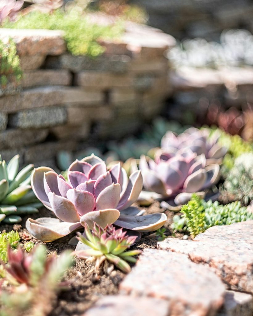 echeveria succulent garden with rocks outdoors, botanical garden and nature